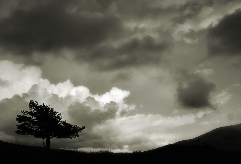 cool black and white pictures of nature. de 2008 : Trees, Nature :