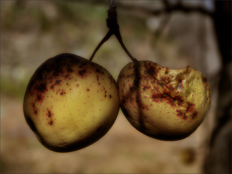 two apples on the tree in winter