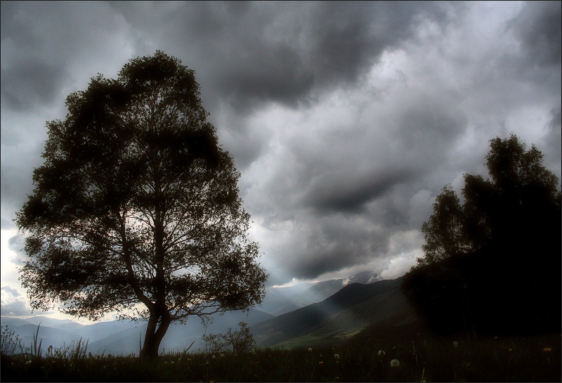 The tree and the light