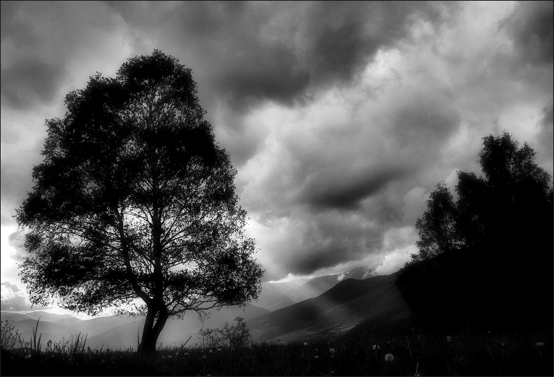 The tree and the light