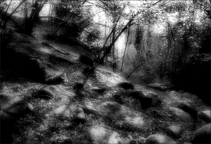 Shadows on the wood / Ombres al bosc