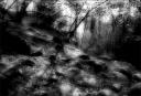 Shadows on the wood / Ombres al bosc