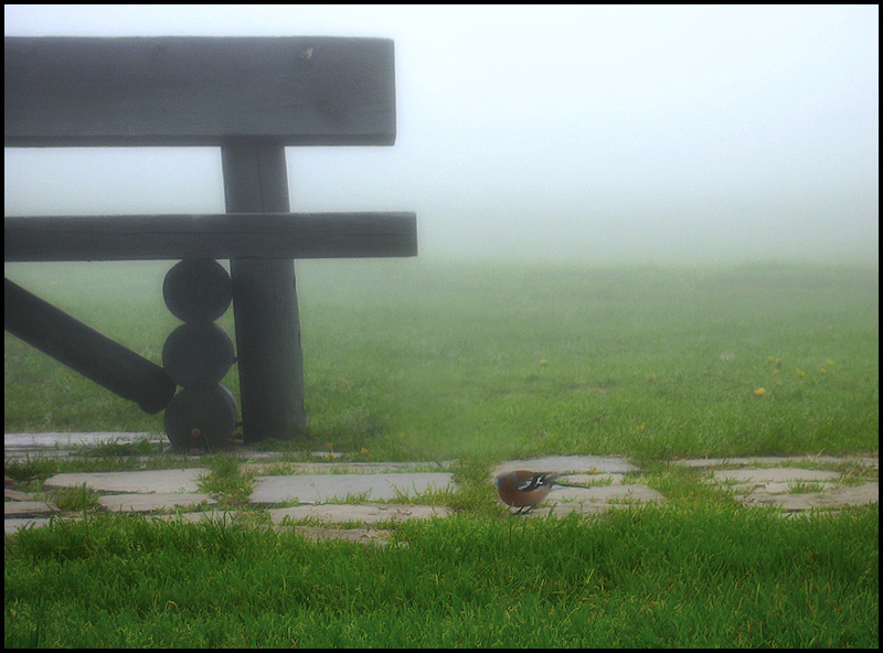 The bird / L’ocell / El pájaro