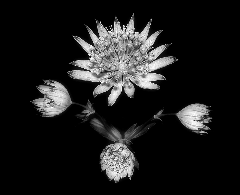 Natural Symmetry (Astrantia Maior)