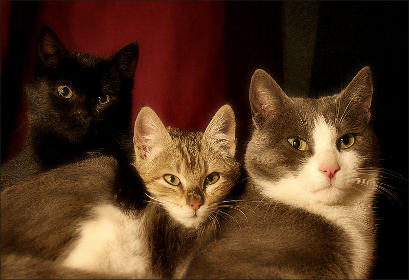 three cats / tres gats