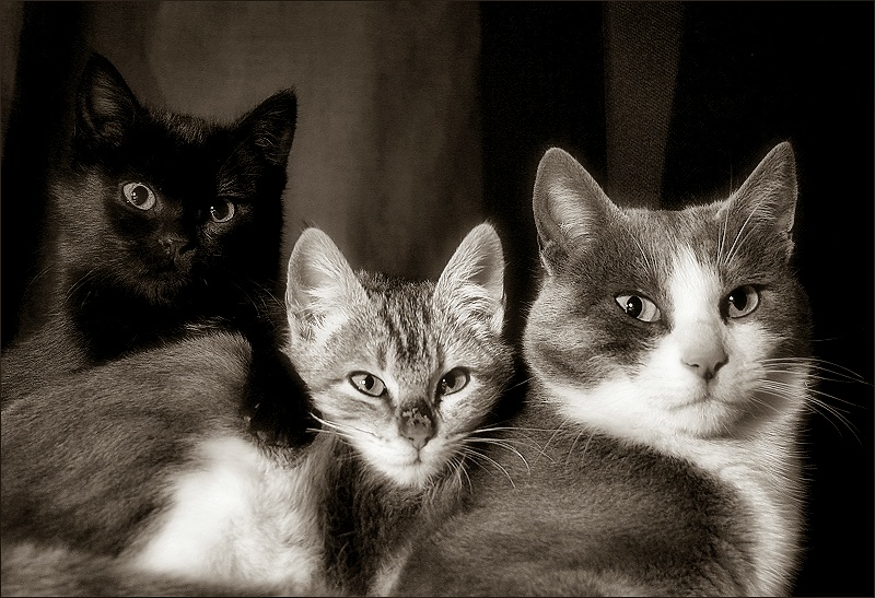 three cats / tres gats