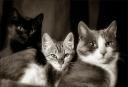 three cats / tres gats