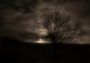tree at moonlight / a la llum de la lluna