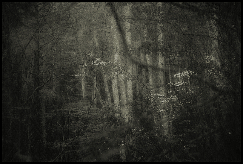 lost in a lost wood / perdut en un bosc perdut