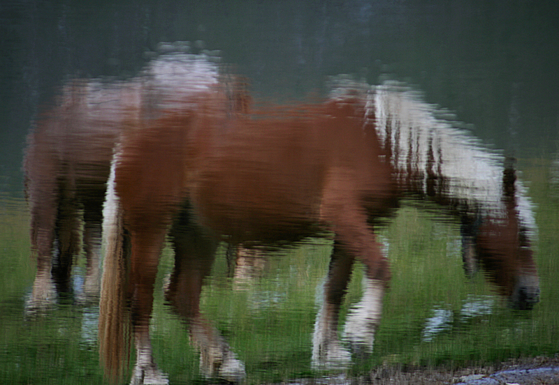 Horses on the lake