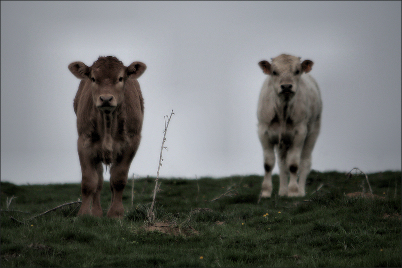 A little moo and another…