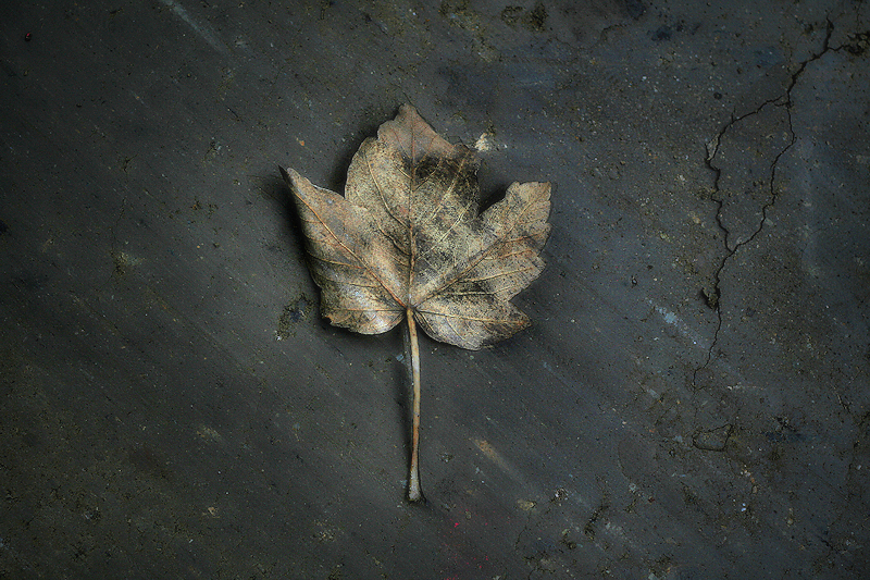 Fulla de tardor / hoja de otoño / autumn leaf