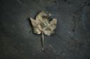 Fulla de tardor / hoja de otoño / autumn leaf