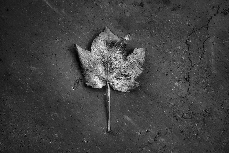 Fulla de tardor / hoja de otoño / autumn leaf