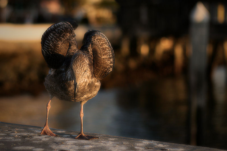 Birding on San Diego Bay