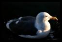 Birding on San Diego Bay - III