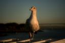 Birding on San Diego Bay - II