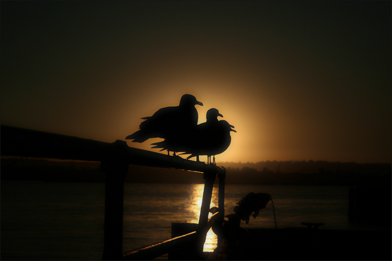 “navigation” or “birds… and fish” (a California sunset)