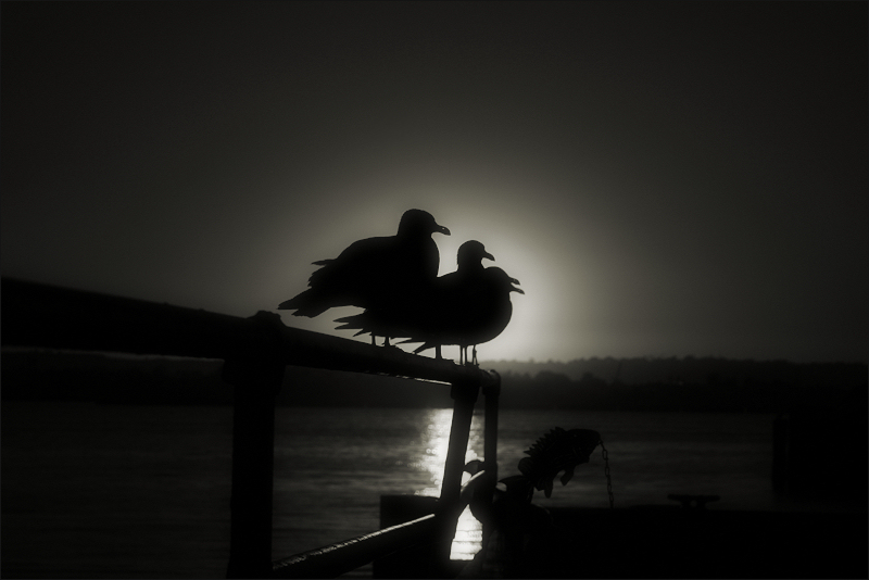 “navigation” or “birds… and fish” (a California sunset)