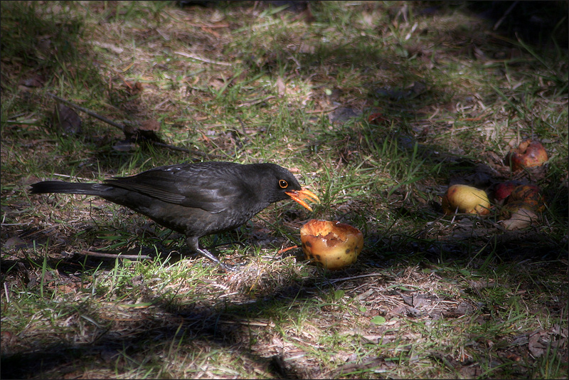 Blackbird and apple / Merla i poma