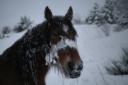 where the food is under the snow / on el menjar és sota la neu