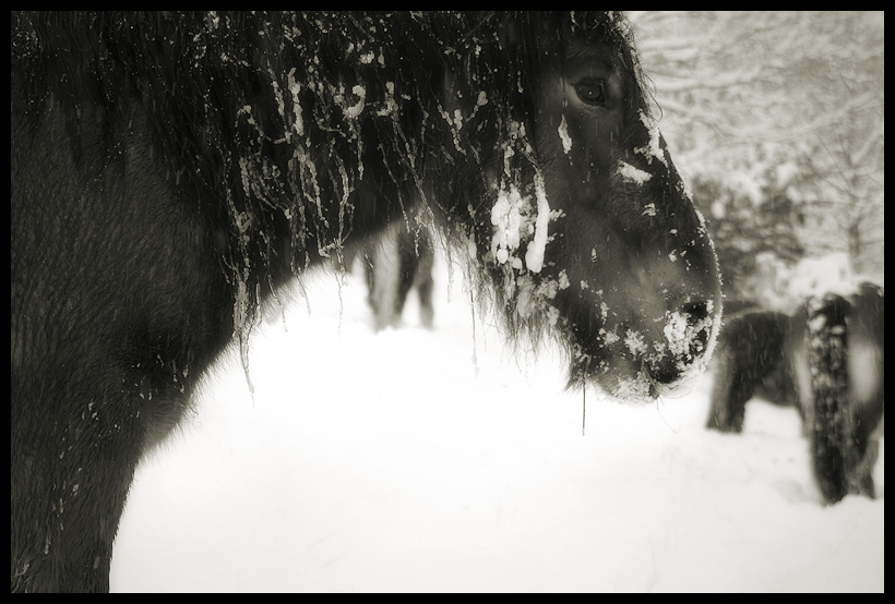 » horses in snow – I - Black & White or Color?