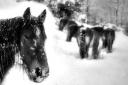 horses in snow - II
