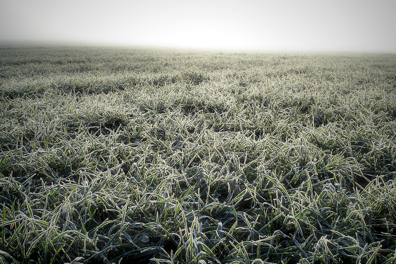 frozen fields / camps gebrats