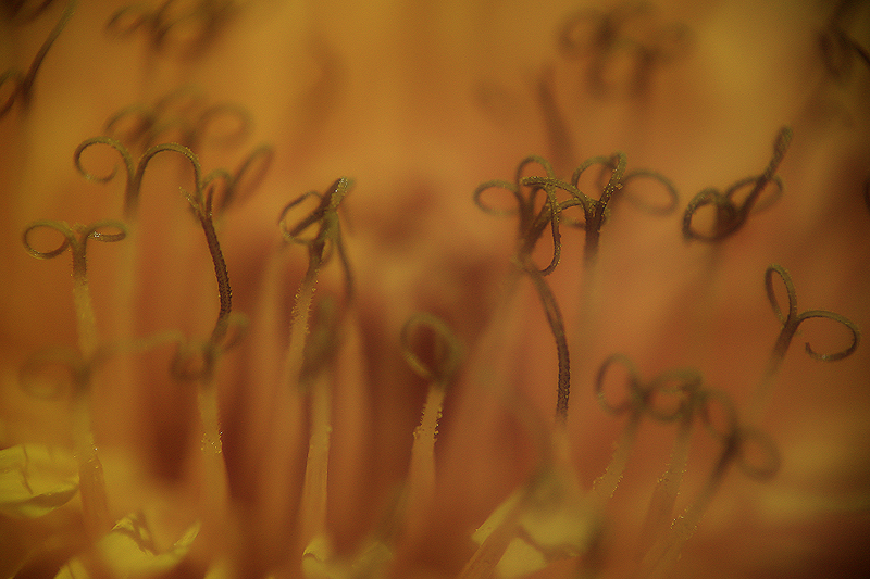 Diminuts camps de primavera (Taraxacum officinale)