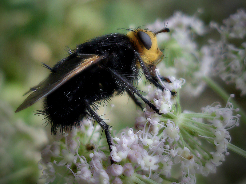 The fly / Abrics de pell de mosca