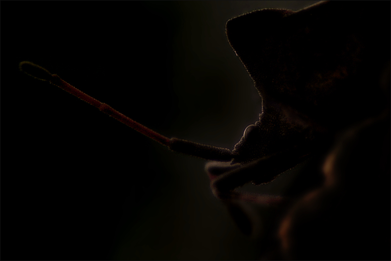 Coreidae