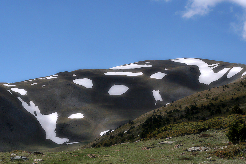 Mountain Cow / o la muntanya vaca