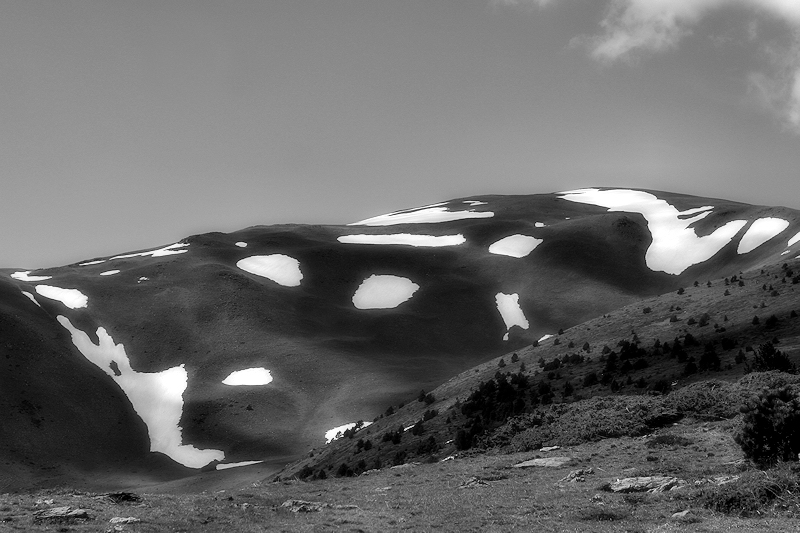 Mountain Cow / o la muntanya vaca