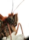 butterfly eyes / ulls de papallona
