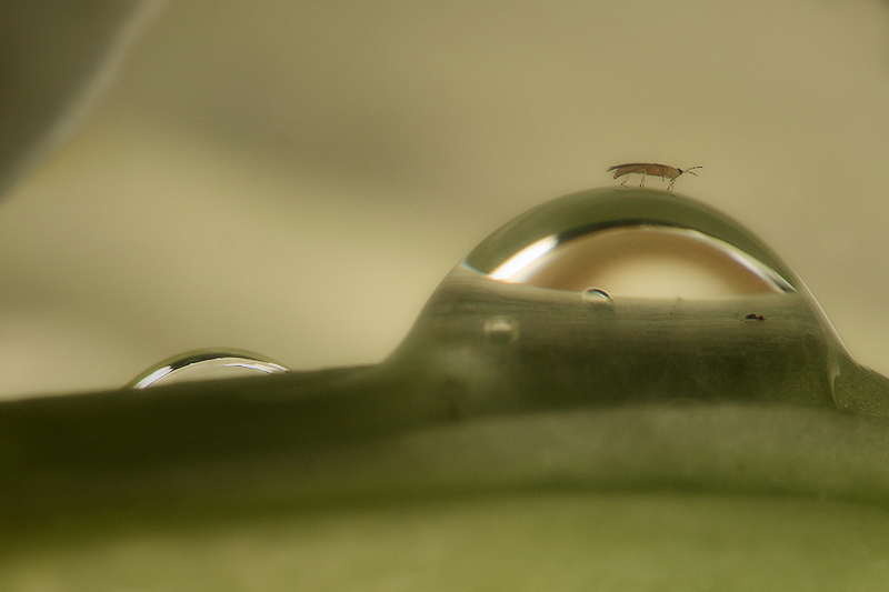 walking on a drop / passejant sobre una gota