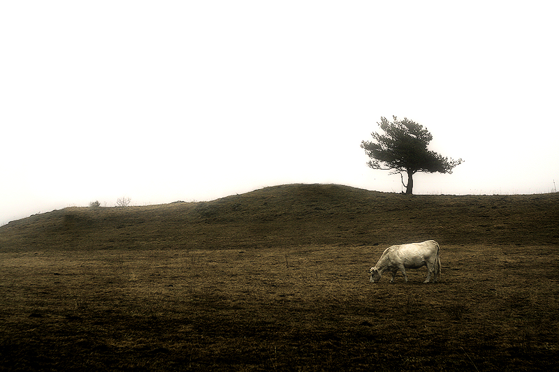 a cow and the tree / una vaca i l’arbre