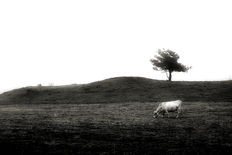 a cow and the tree / una vaca i l