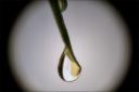 one more drop / una gota mes