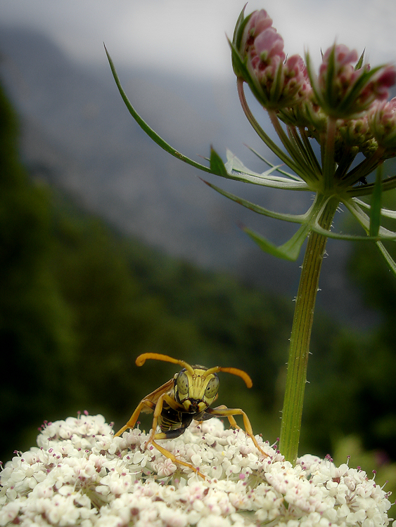 Hi Mr. Wasp, what do you see?