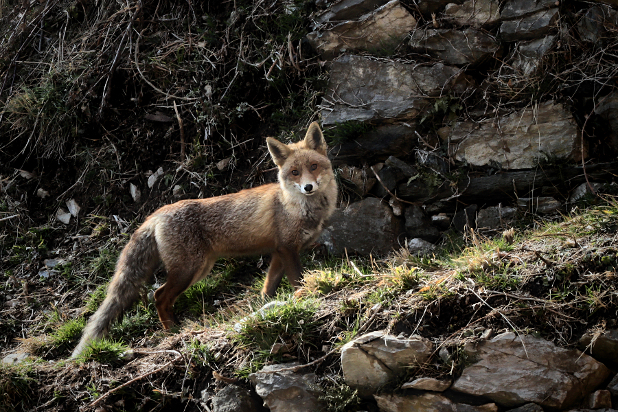 the fox / la guineu /el zorro