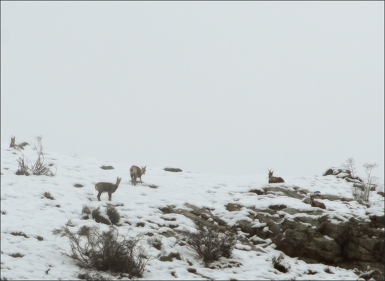 the land of the creatures with small horns