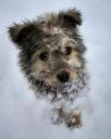 Gos d’atura / Catalan Sheepdog