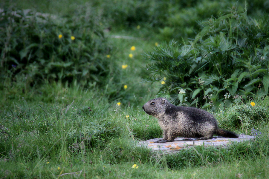 The marmot / La marmota