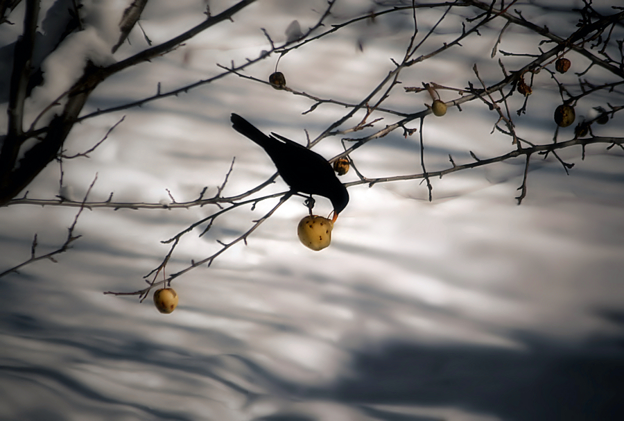 le nom des oiseaux