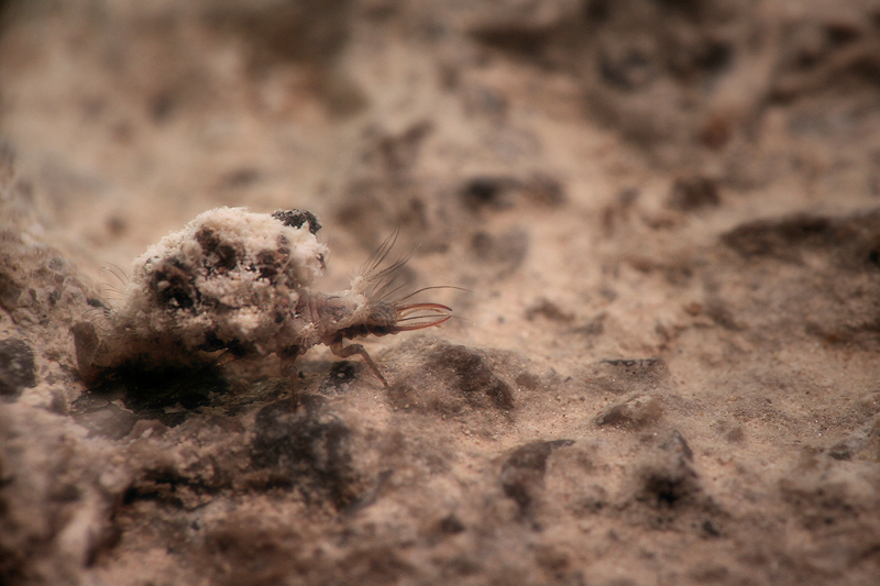 Qüestions de camuflatge  / Lacewing larva (Neuroptera chrysopidae)