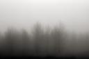 a mist that does not let us see the forest / una boira que no ens deixa veure el bosc
