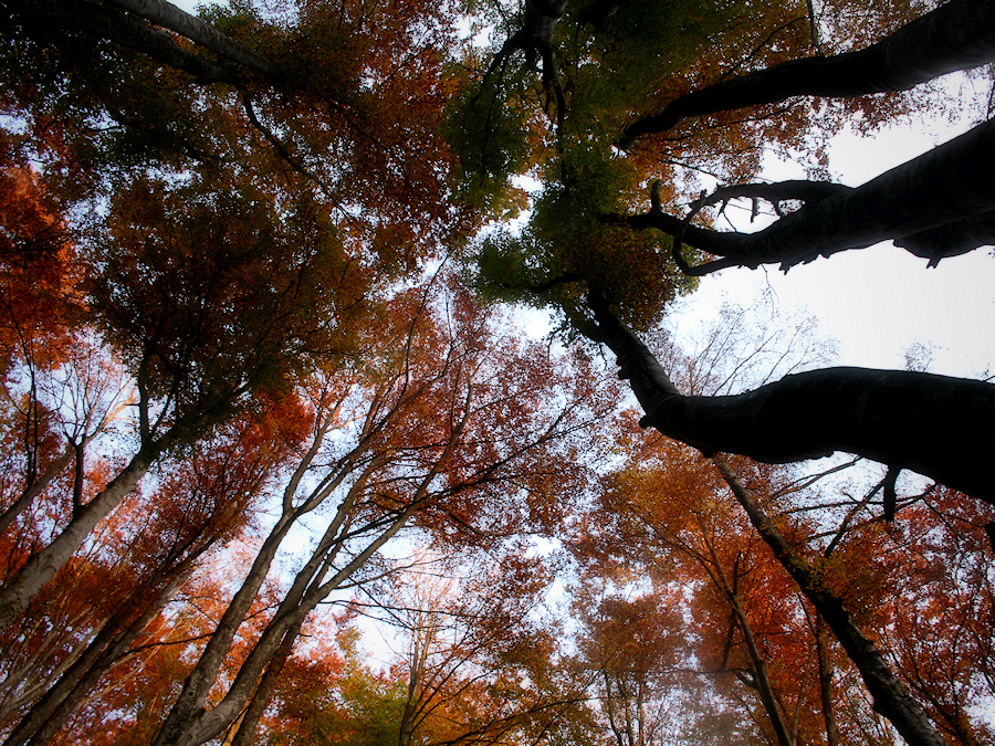 Fageda de la Grevolosa