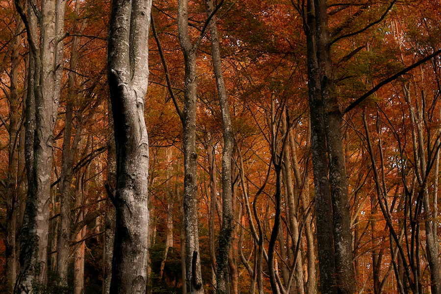 Autumn fire / Foc de tardor