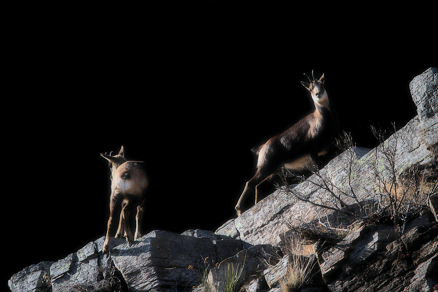 mother chamois / mare isard