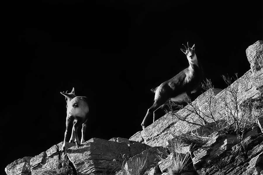 mother chamois / mare isard